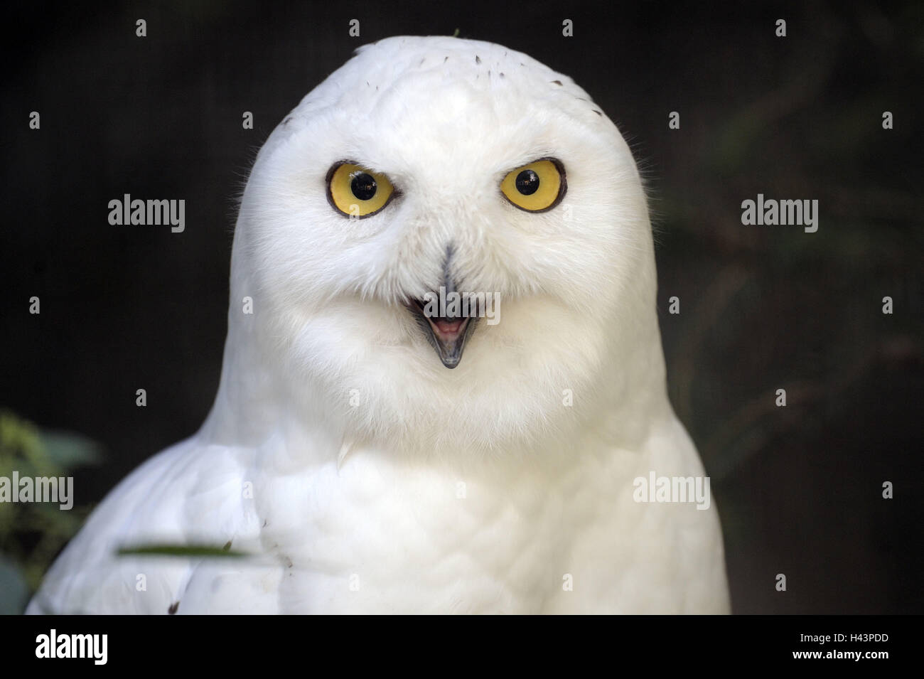 Snowy owl, Nyctea scandiaca, portrait, Stock Photo