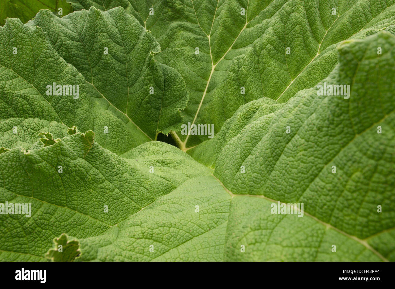 Mammoth's leaves, close up, vegetation, plant, plant leaves, leaves, sequoia, leaf structure, marsh cypress plant, leaf structure, sample, veins, green, nature, Stock Photo