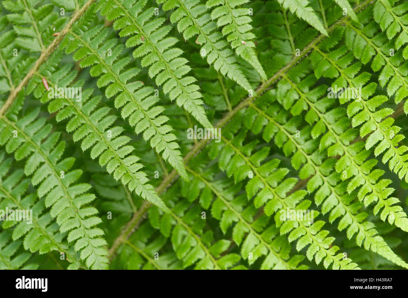Two Fern Leaves High Resolution Stock Photography and Images - Alamy
