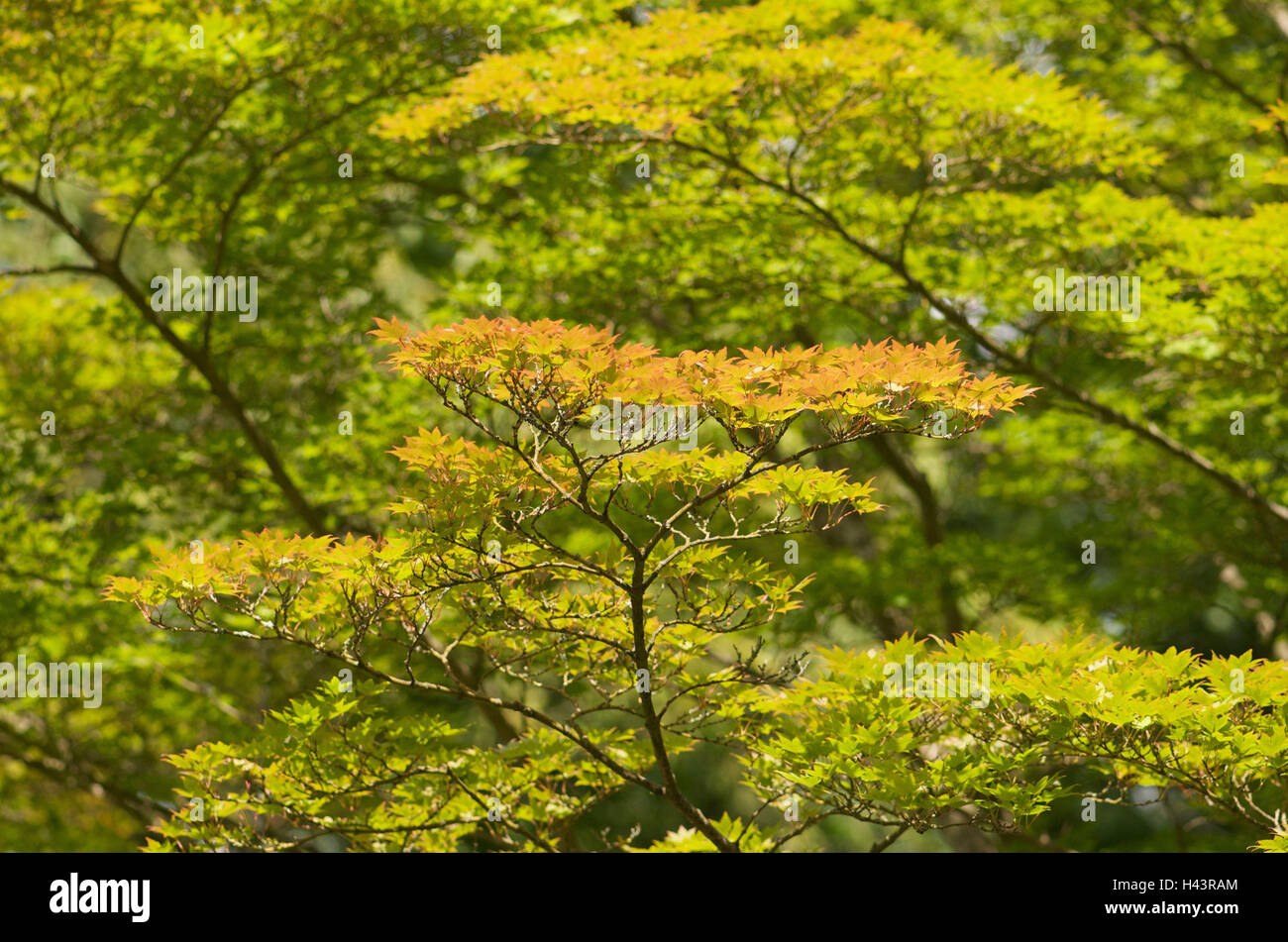 Wood, Japanese maple, autumn, deciduous forest, broad-leaved trees, trees, maple, maple tree, autumn staining, Stock Photo