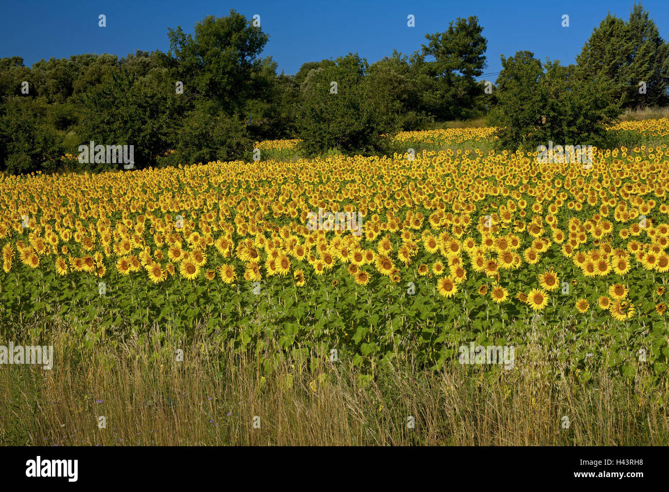 France, Provence, sunflower field, the South France, field, sunflowers, blossom, yellow, trees