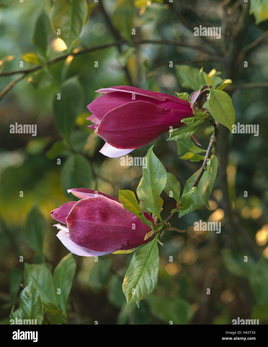 Magnolia tree, blossoms, pink, two, detail, ornamental plant, plant, shrub, ornamental tree, tree, magnolia, leaves, petals, red, calyxes, closed, side by side, upright, season, period bloom, spring, nature, flora, Stock Photo