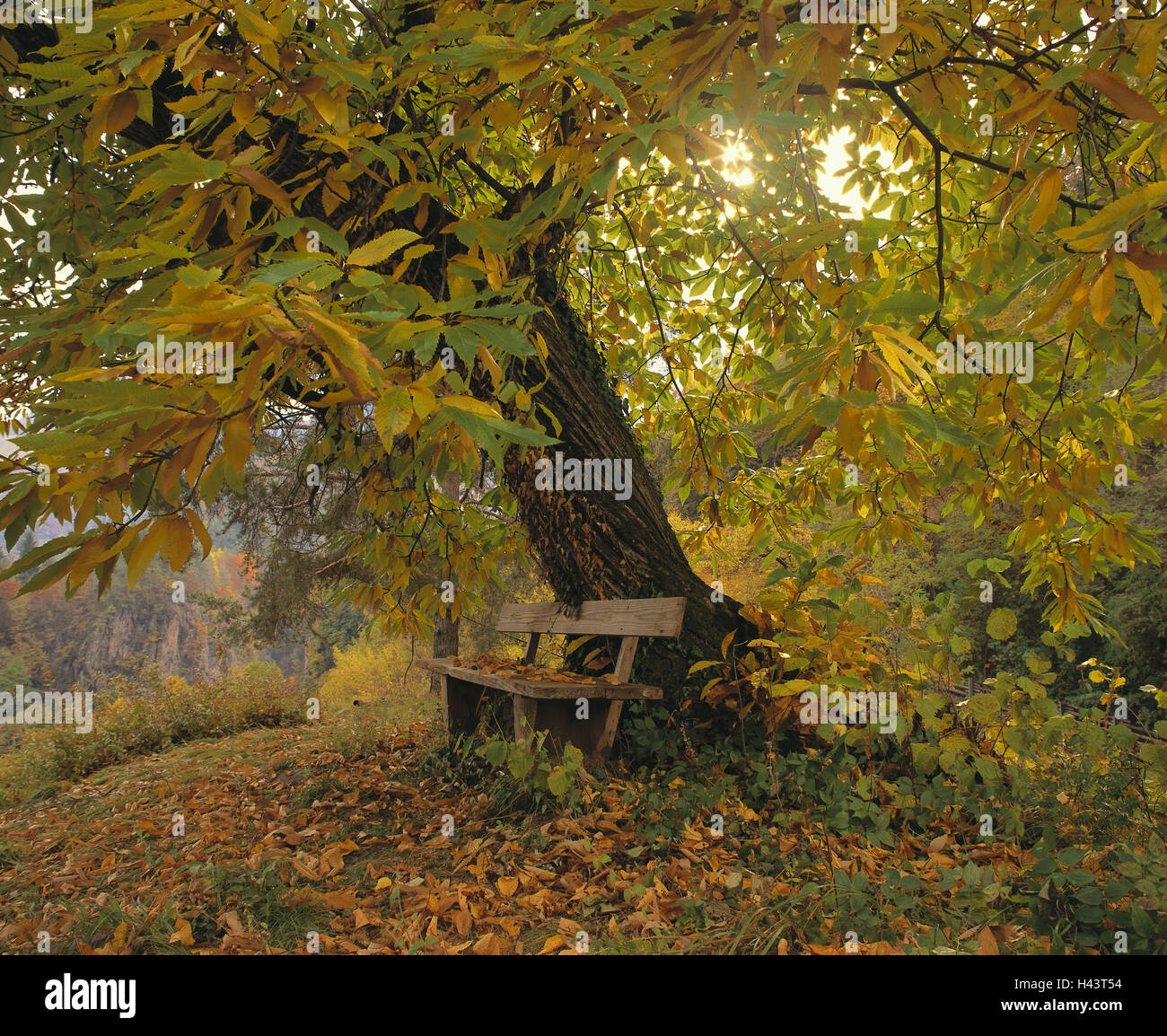 Old sweet chestnut tree leaves hi-res stock photography and images - Alamy