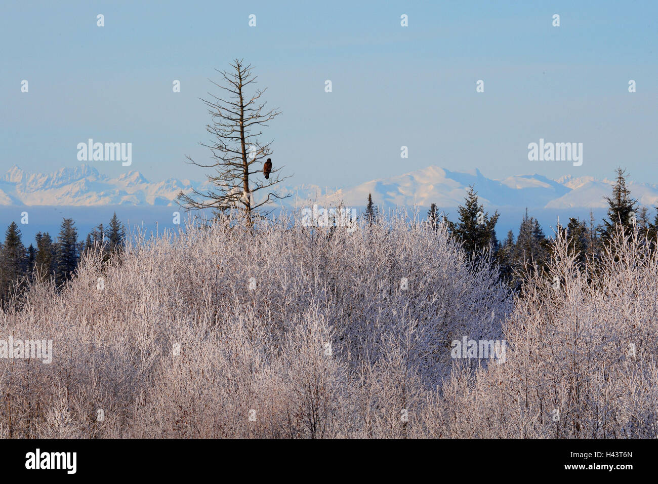 Alaska, Kenai, winter, Stock Photo