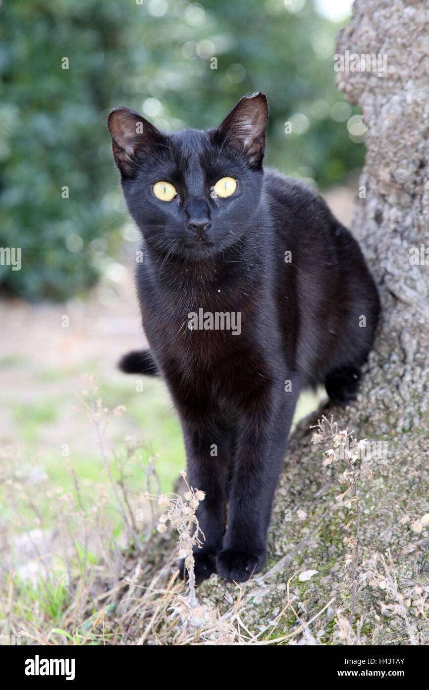 Cat, black, stand, animals, mammals, pets, small cats, Felidae, domesticates, house cat, without Lord, day release prisoners, stray, street cat, individually, only, carefully, front view, trunk, outside, Spain, Stock Photo