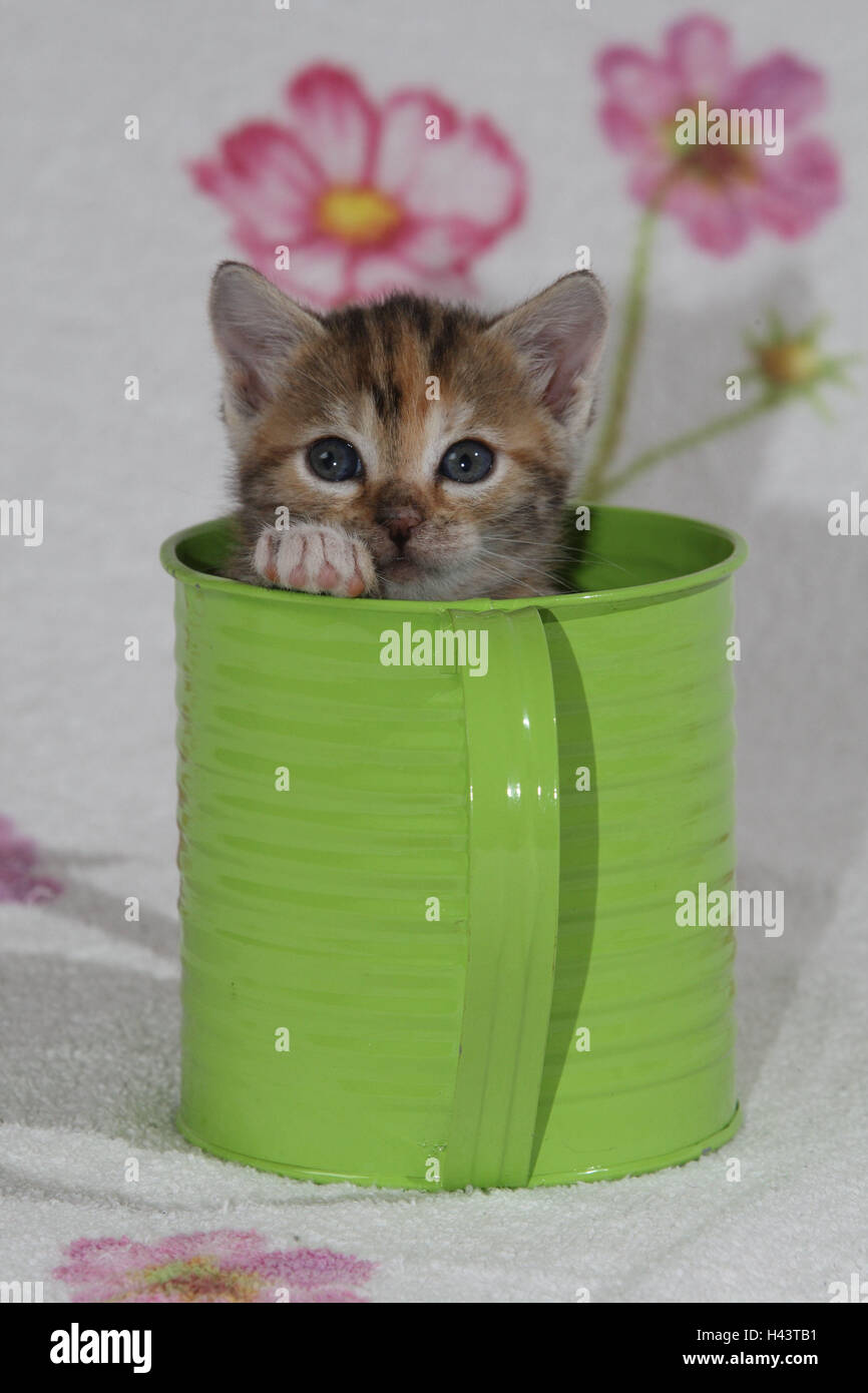 Watering can, cat, young, hervorschauen, bed, animals, mammals, pets, small cats, Felidae, domesticates, house cat, young animal, kitten, small, striped, tin cup, awkward, clumsy, sit, play curiosity, hiding place, hide, look out sweetly, individually, all alone, striped, hervorblicken, animal portrait, cat's portrait, portrait, young animals, animal baby, inside, Stock Photo