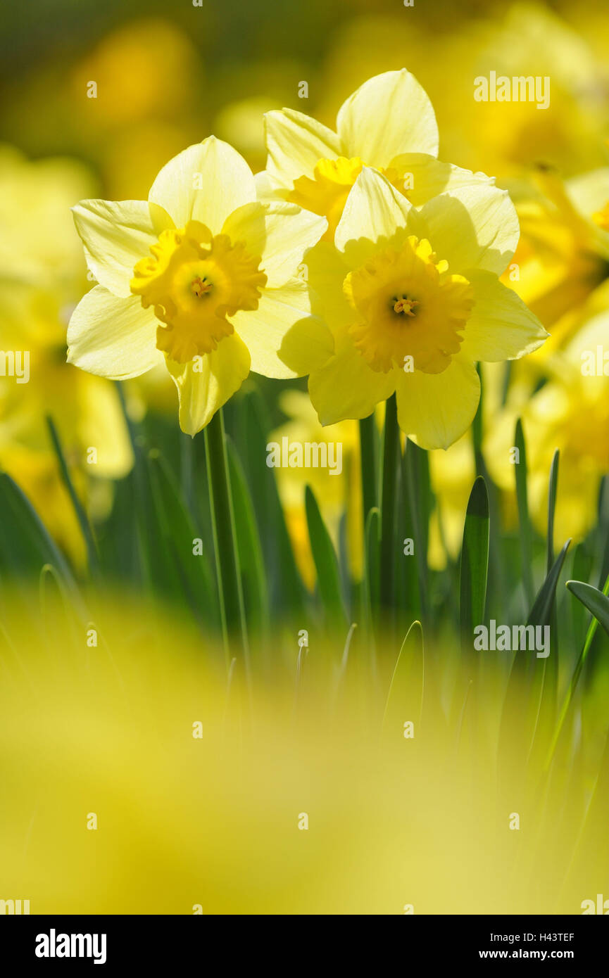 Daffodils, Narcissus pseudonarcissus, Stock Photo