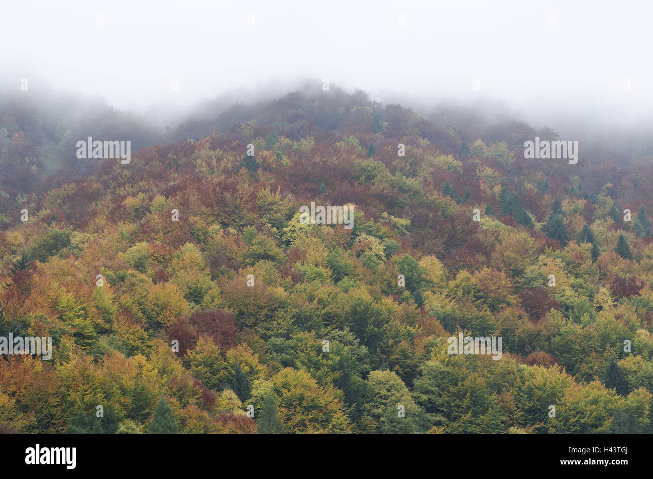 The Carpathian Mts, autumn colours, fog, national park big Fatra, Presovsky kraj, Slovakia, Stock Photo