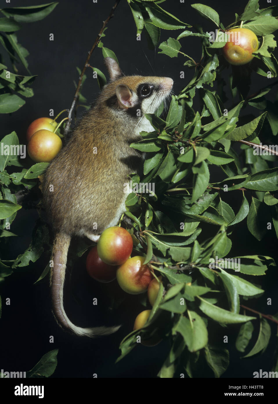 Fruittree, Gartenschläfer, Eliomys quercinus, fruits, eat, animal