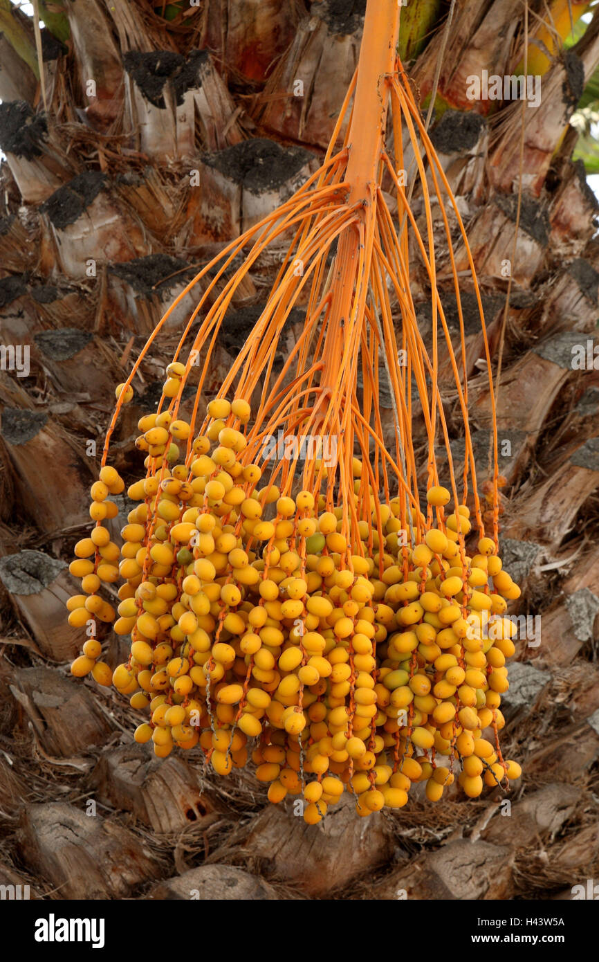 Canary date palm fruit hi-res stock photography and images - Alamy