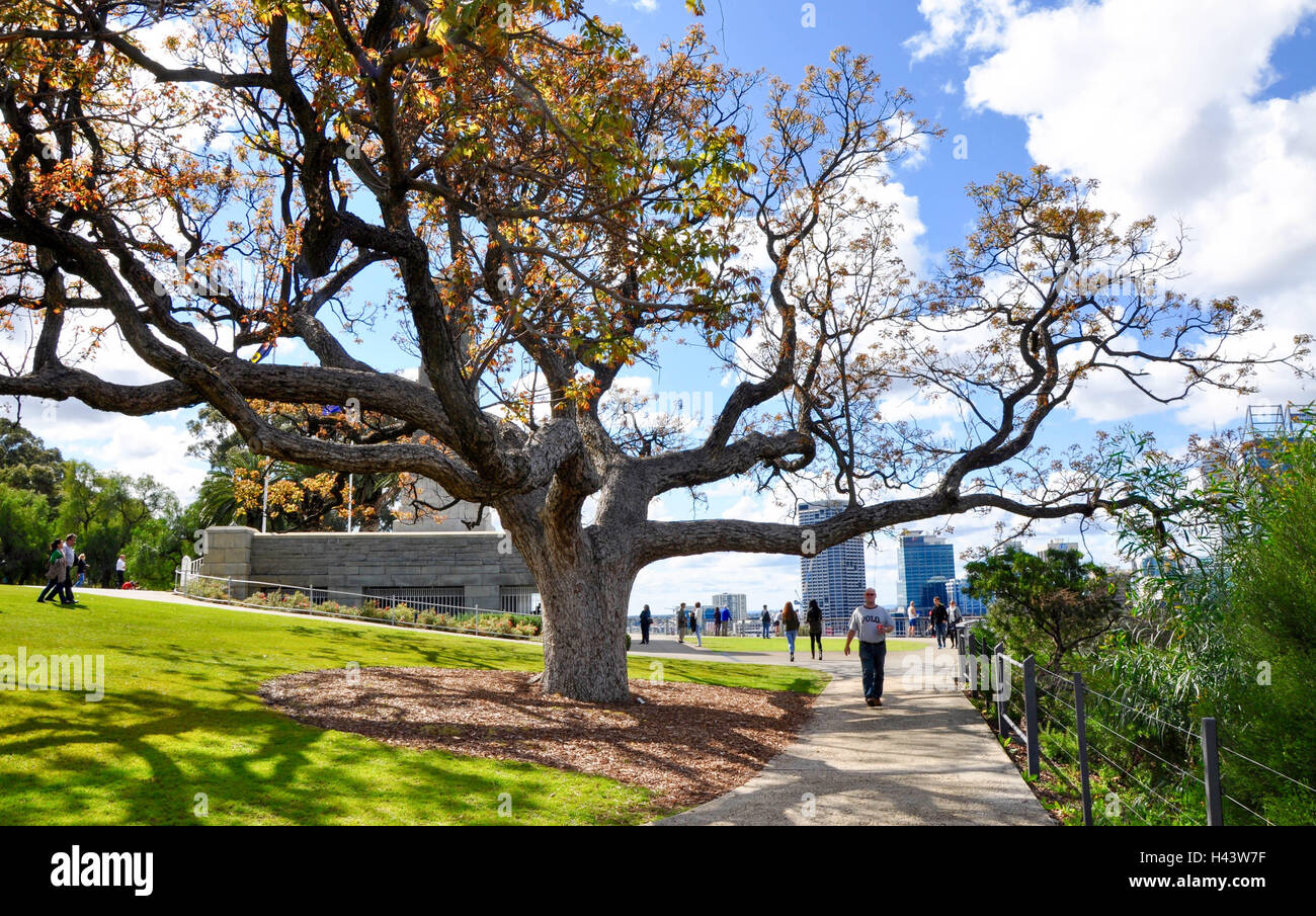 Perth,WA,AustraliaAugust 22,2015Tourists at King's Park Botanic Garden with tree branches and