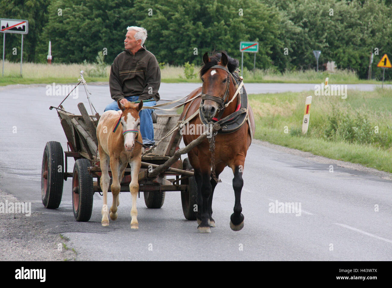 Poland, country road, pawn, horse carriage, foal, no model release