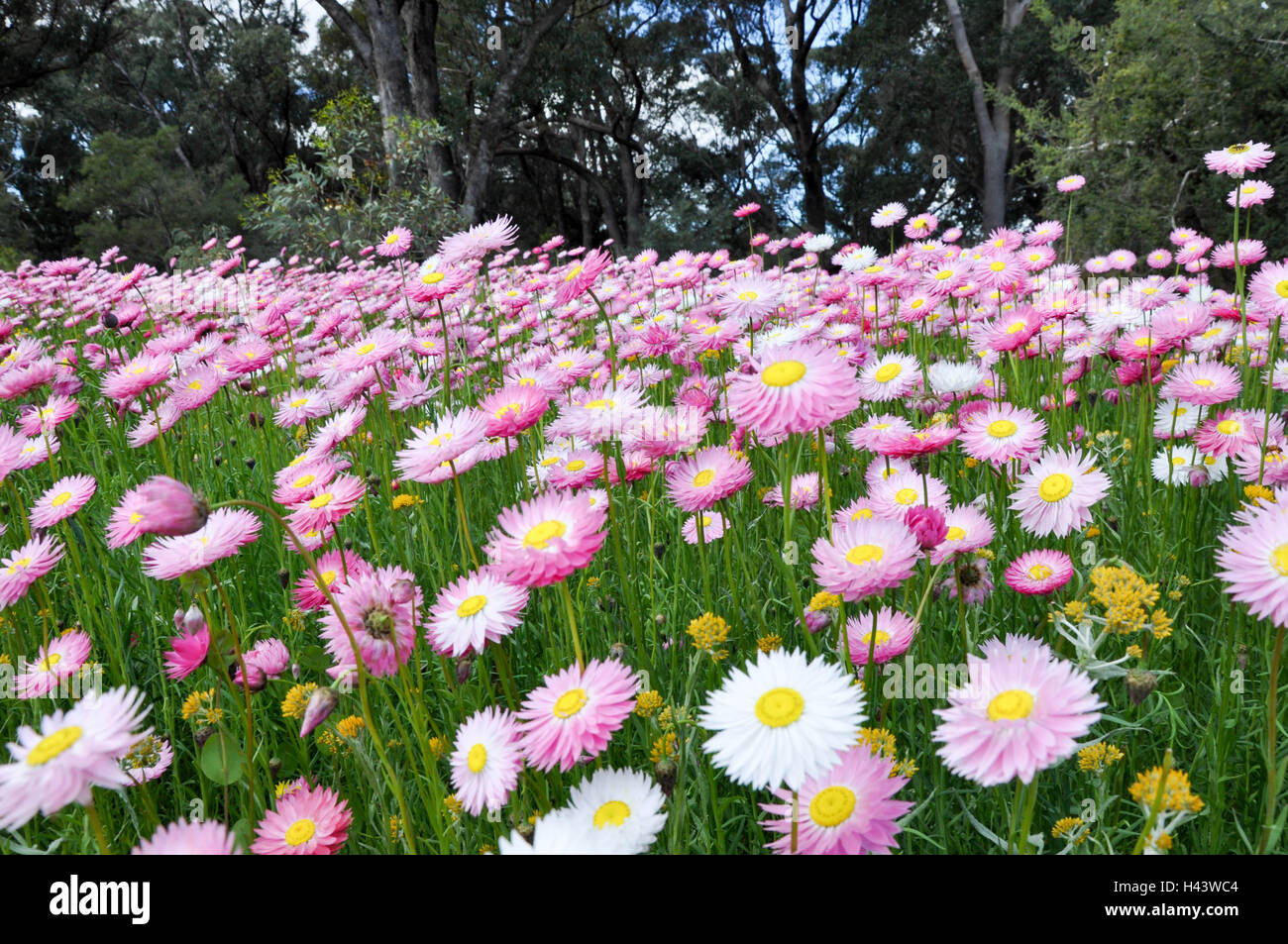 Stunning Daisies High Resolution Stock Photography and Images Alamy