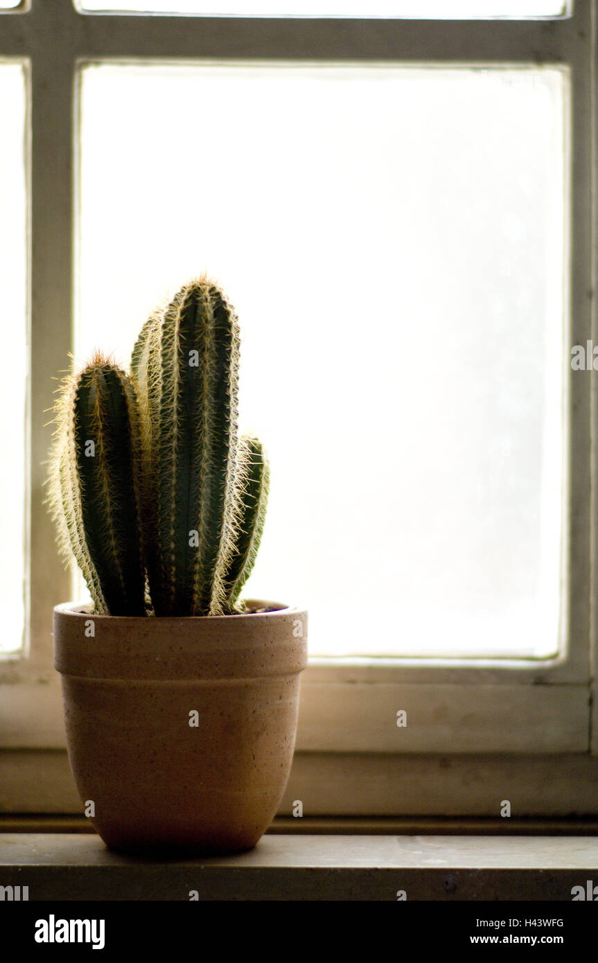 Windowsill, cactus, Cactaceae, indoor plant, sill, window, plant, flowerpot, spiny, wild plant, succulent, Stock Photo