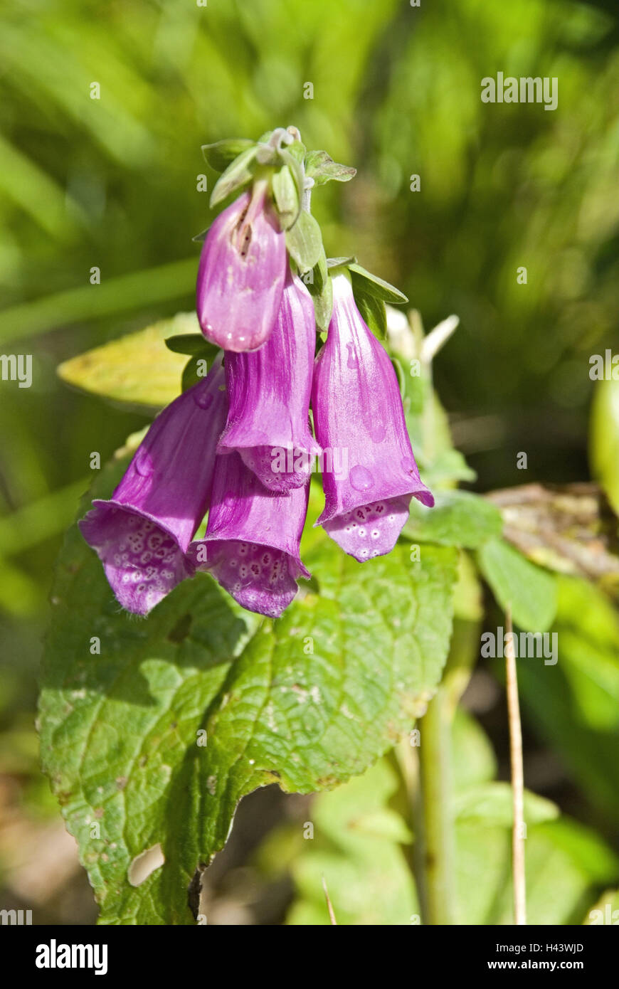 Red thimble, digitalis purpurea, detail, nature, botany, flora, thimble