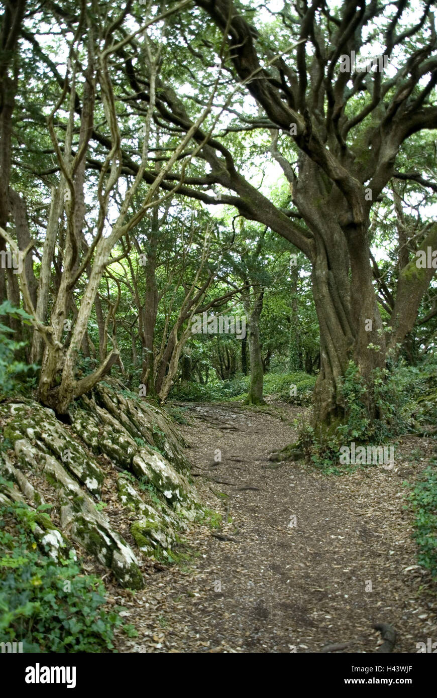 Ireland, Munster, Kerry, Killarney, national park, trees, detail, nature, scenery, wood, wildly, originally, natural, vegetation, way, forest way, path, deserted, Stock Photo