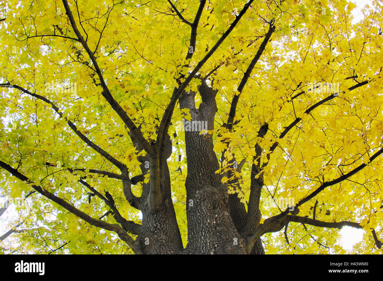 Common maple, Acer campestre, autumn foliage Stock Photo - Alamy