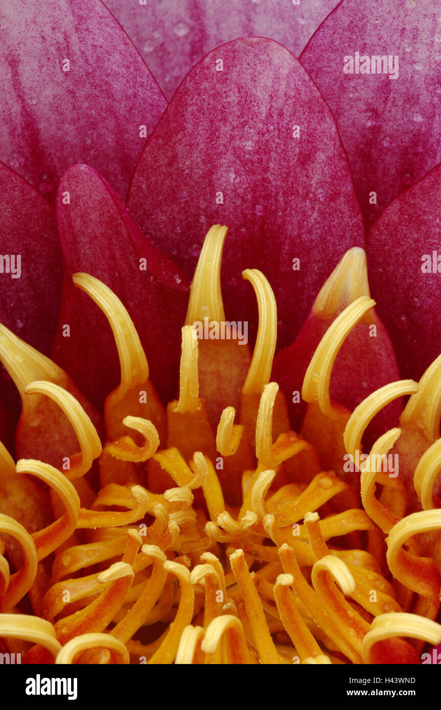 Water lily, blossom, close up, Nymphaea hybrid, Stock Photo