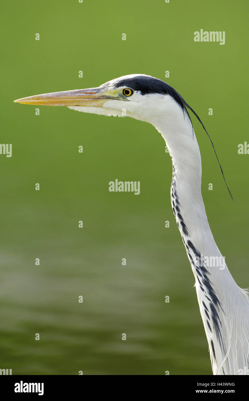 Grey heron, Ardea cinerea, Stock Photo