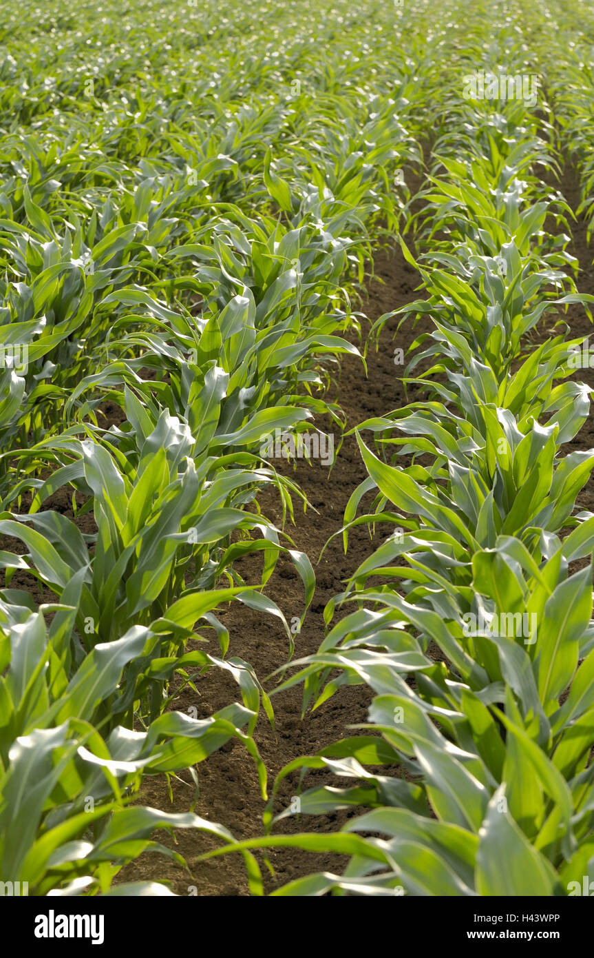 Corn field, detail, maize plants, young, grain-field, grain field, Stock Photo