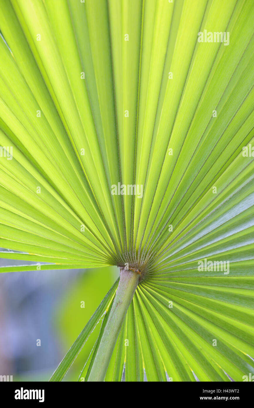 Fan palm, detail, Stock Photo