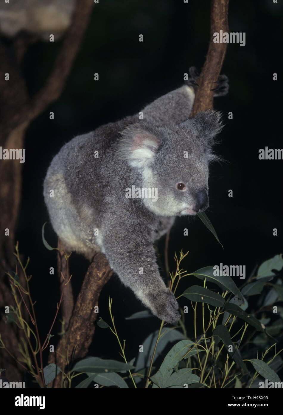 Branch, koala, Phascolarctos cinereus, eat, Australia, animal world