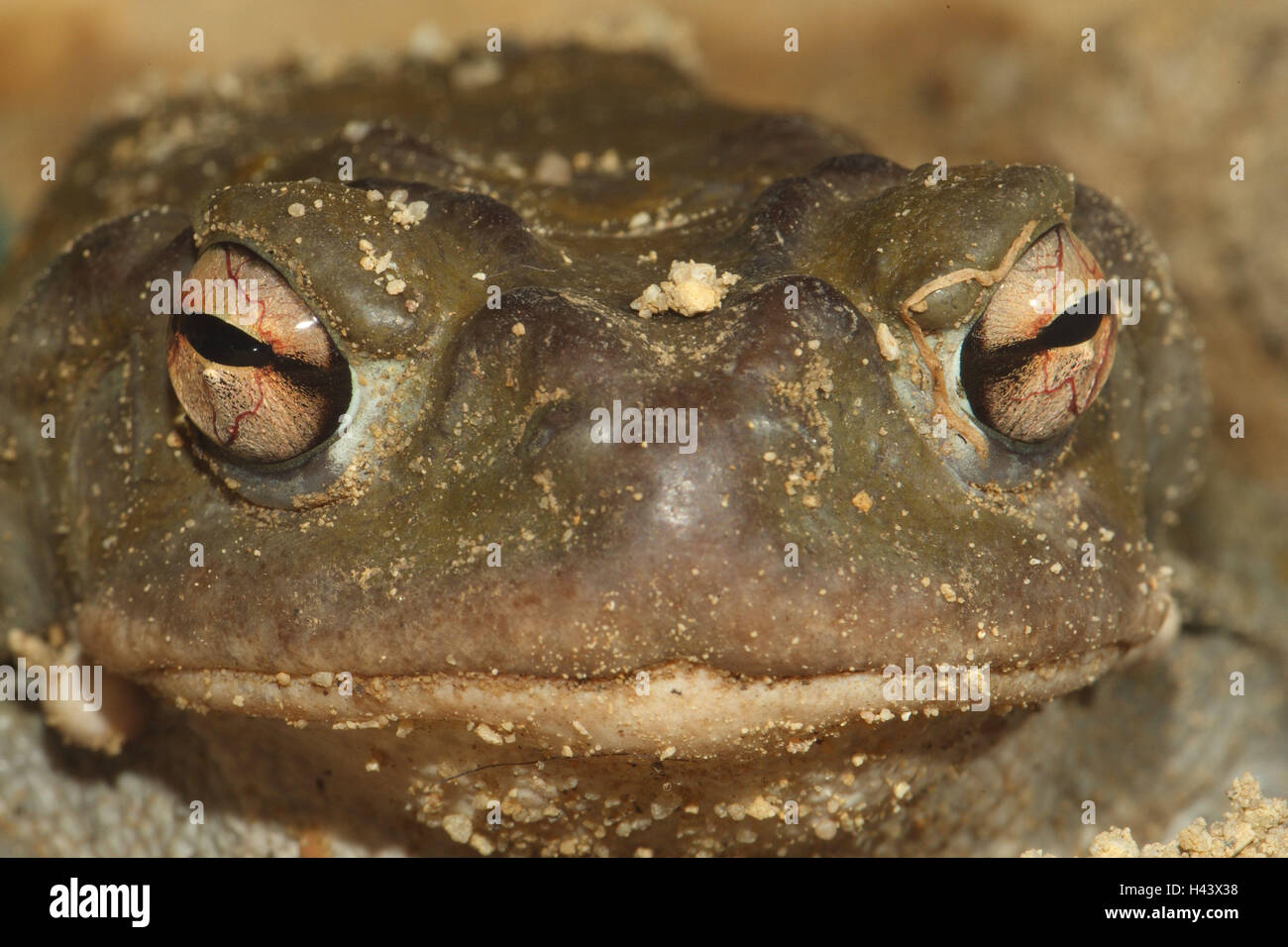 Colorado toad, close up, Colorado River toad, Sonora toad, toad
