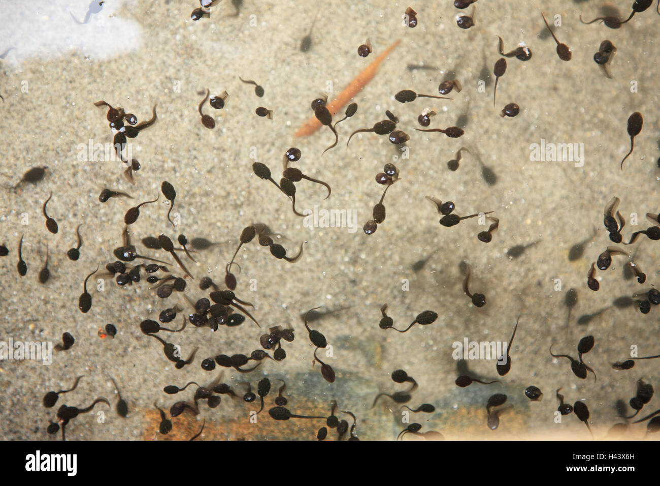 Water, tadpoles, from above, waters, animals, amphibians, Amphibians, frog Amphibians, Ranidae, frogs, larva stage, larvae, development stage, development, spring, Stock Photo
