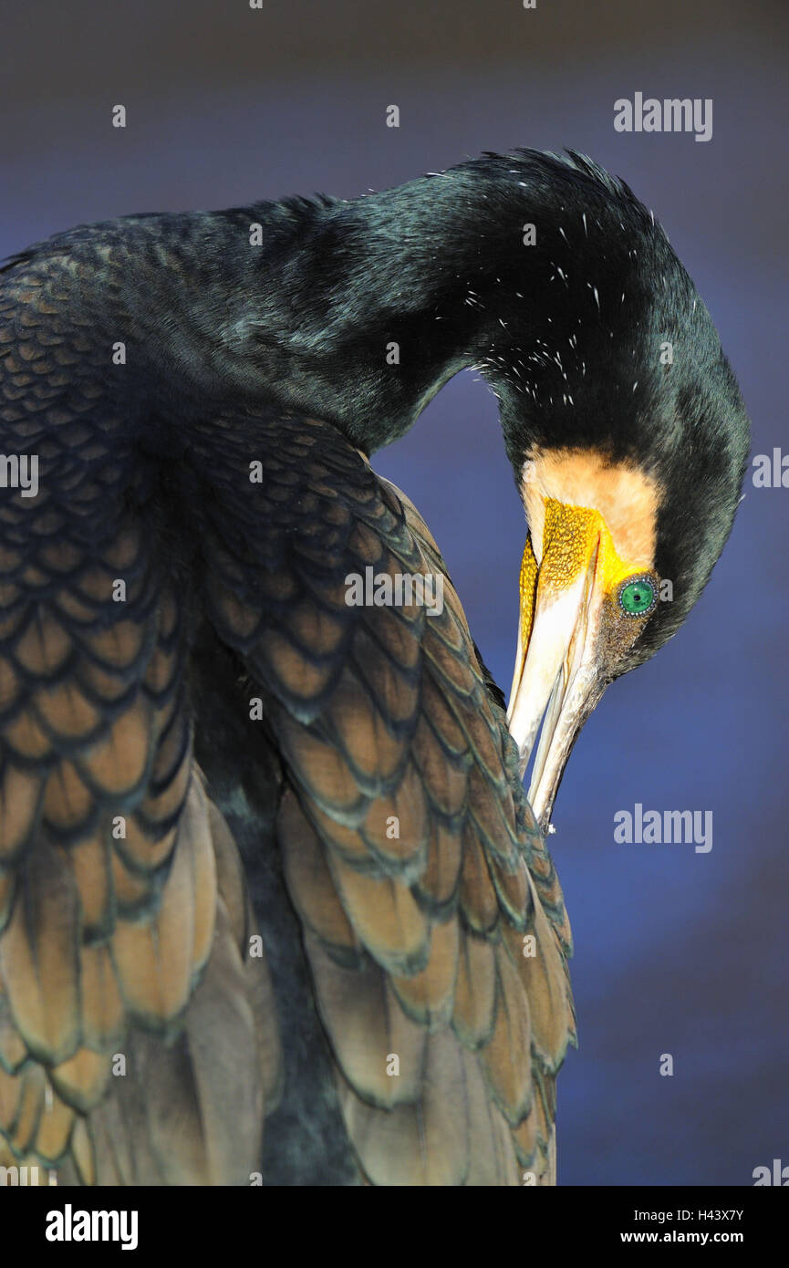 Cormorant, Phalacrocorax carbo, plumage care, detail, Stock Photo