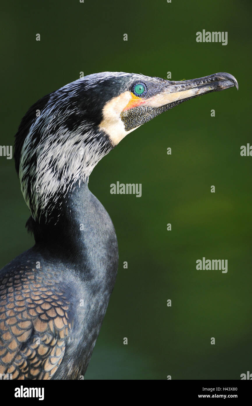 Cormorant, Phalacrocorax carbo, tread, Stock Photo
