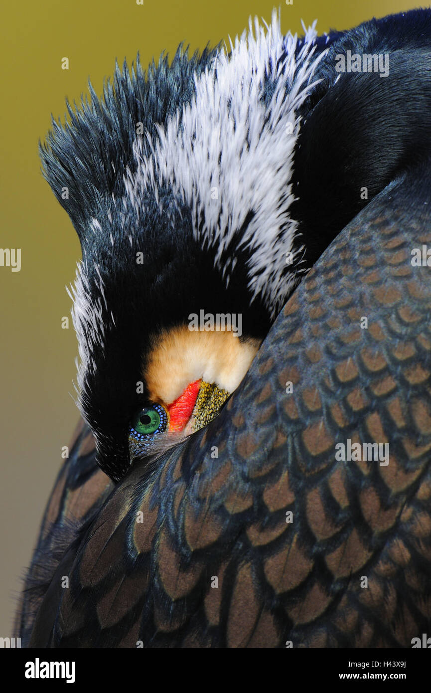 Cormorant, Phalacrocorax carbo, close up, side view, Stock Photo