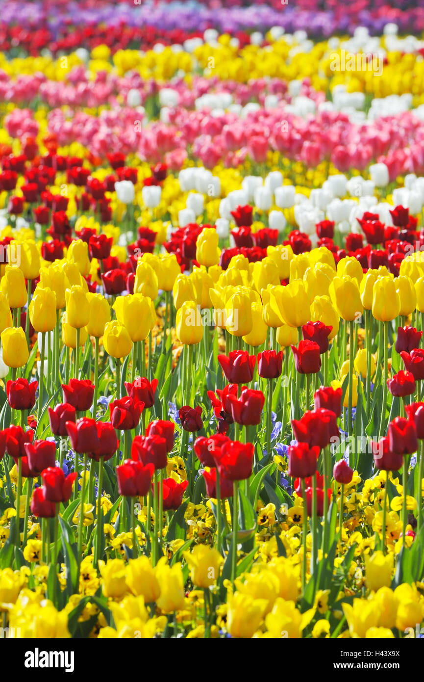 Tulip field, Tulipa, detail, blur, Stock Photo