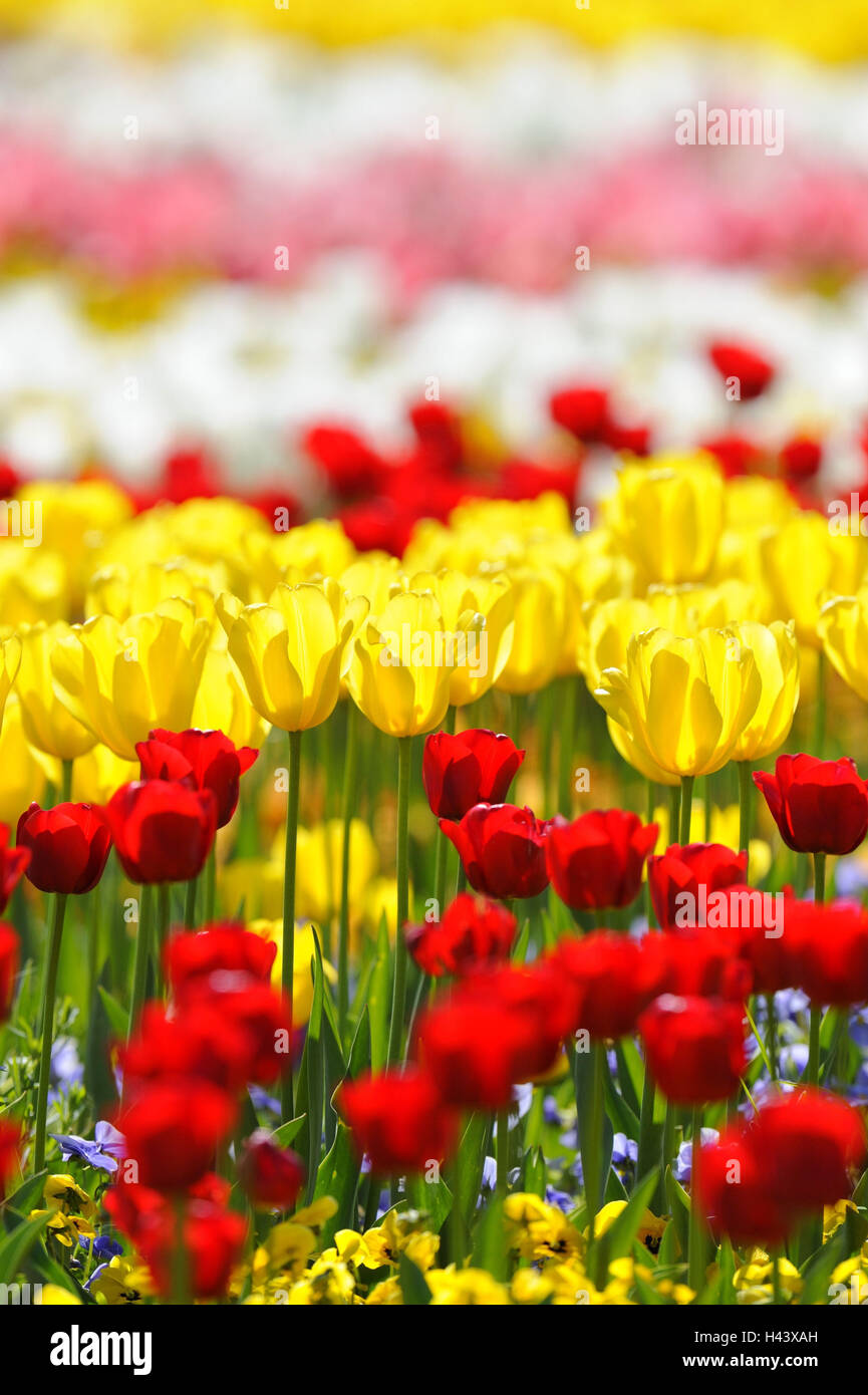 Tulip field, Tulipa, detail, blur, Stock Photo