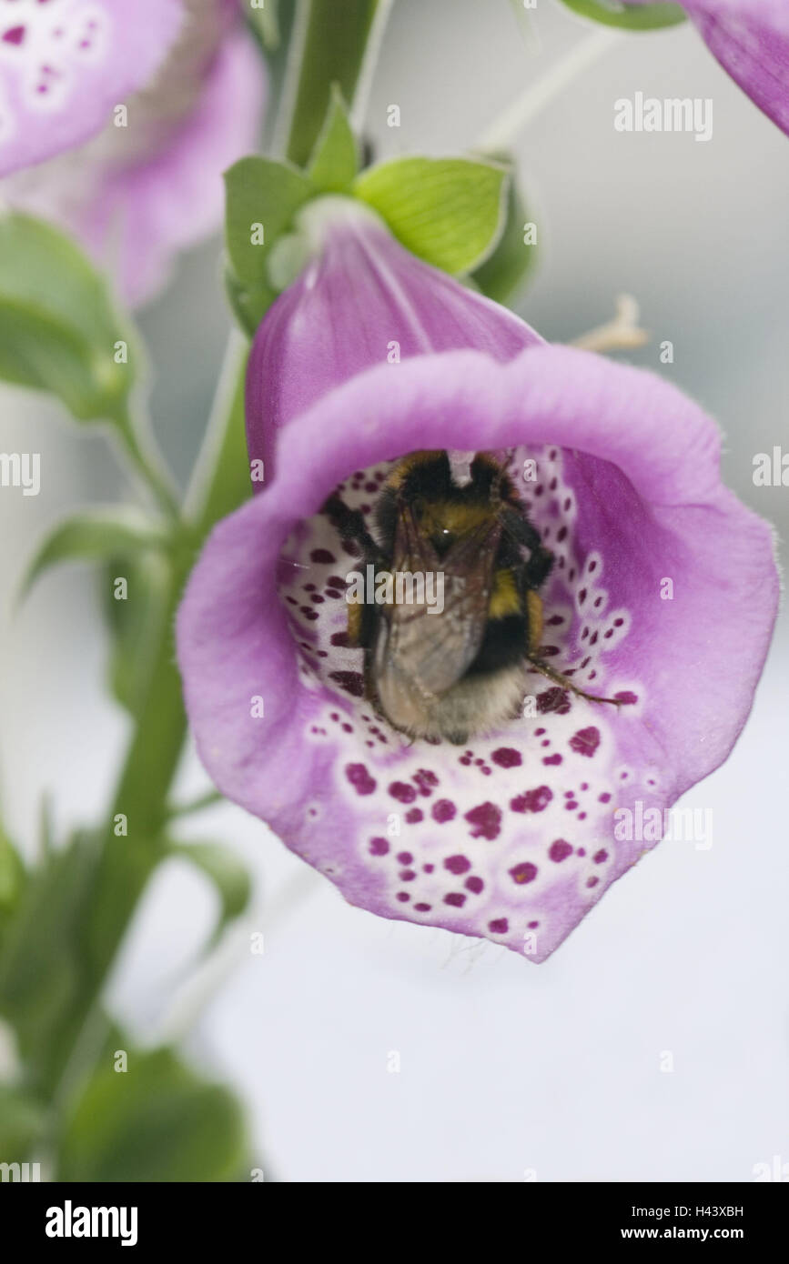 Red thimble, flower bell, bumblebee, detail, thimble, poison plant, half rosette plant, plant, flower, blossom, calyx, flower form, cup, blossom mauve, violet, nectar, nature, animal, insect, summer, medium close-up, Stock Photo