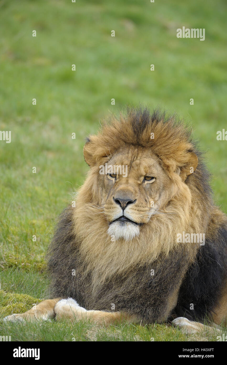 African lion, Panthera leo, little men, portrait, zoo, game park, animals, wild animals, mammals, predators, big cats, great cats, manly, lion's mane, mane, lie, rest, calmness, self-confidently, majestically, animal portrait, nature, Wildlife, African lion, Panthera leo, little men, portrait, zoo, game park, animals, wild animals, mammals, predators, big cats, great cats, manly, lion's mane, mane, lie, rest, calmness, self-confidently, majestically, animal portrait, nature, Wildlife,