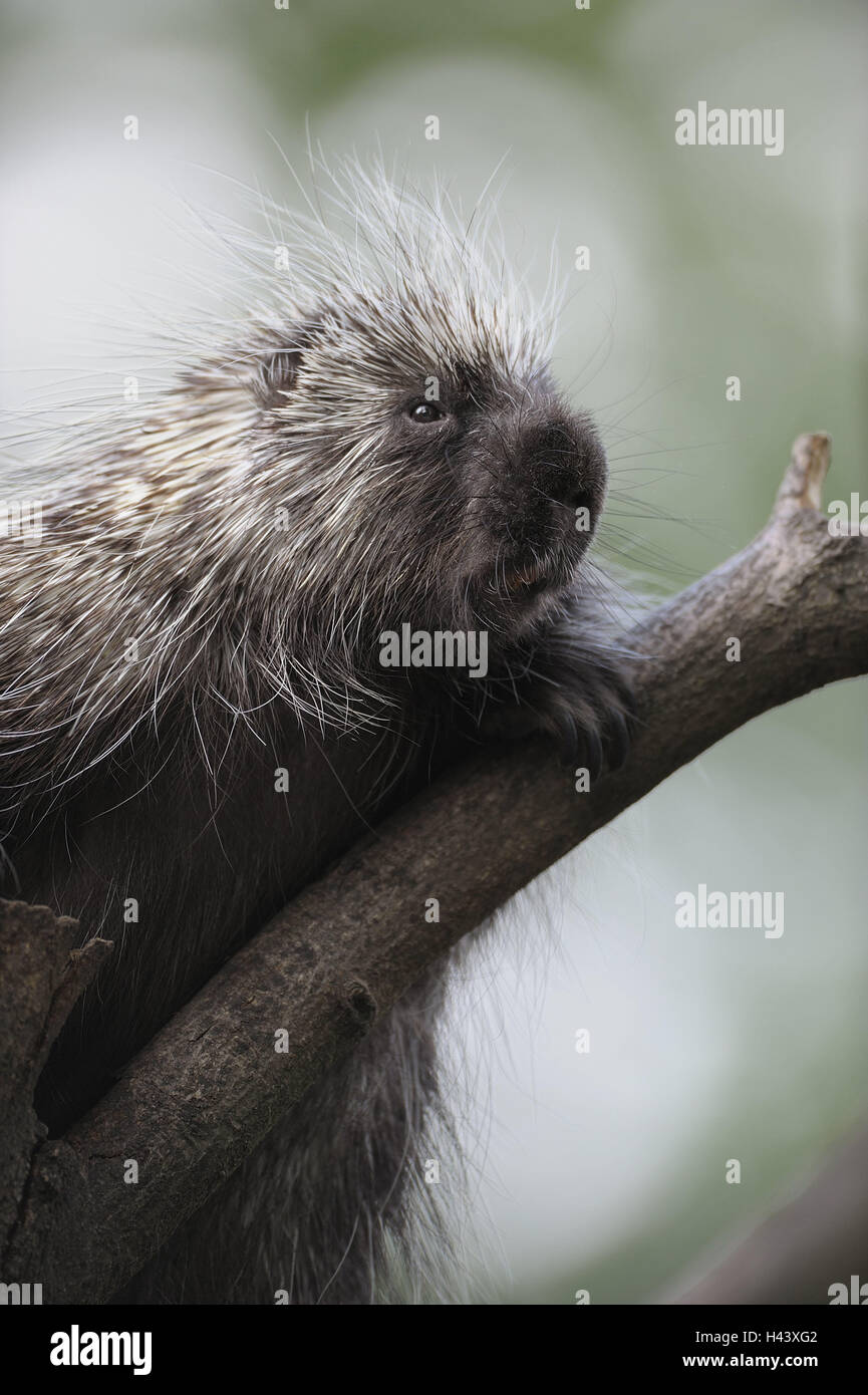 Tree, North American porcupine, Erethizon dorsatus, portrait, branch