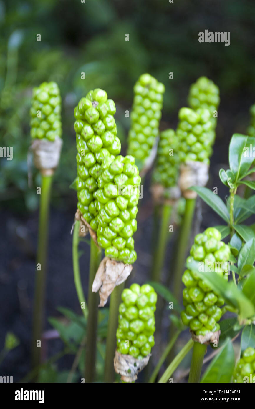 Snakeshead Arum Maculatum Detail Flower Buds Plants Flowers