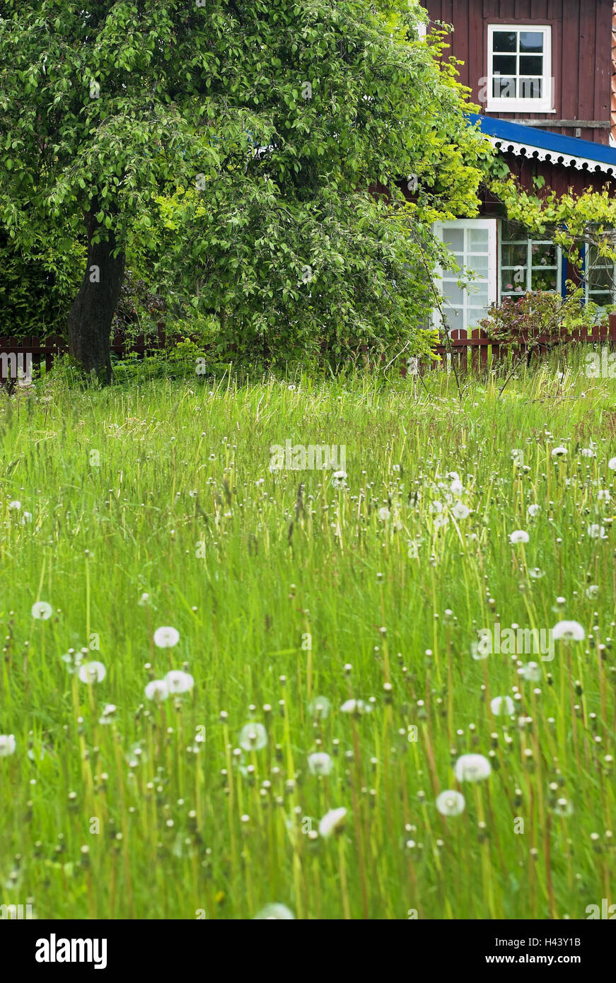 Meadow, tree, house, Nida, Curonian Spit National Park, Lithuania, Stock Photo