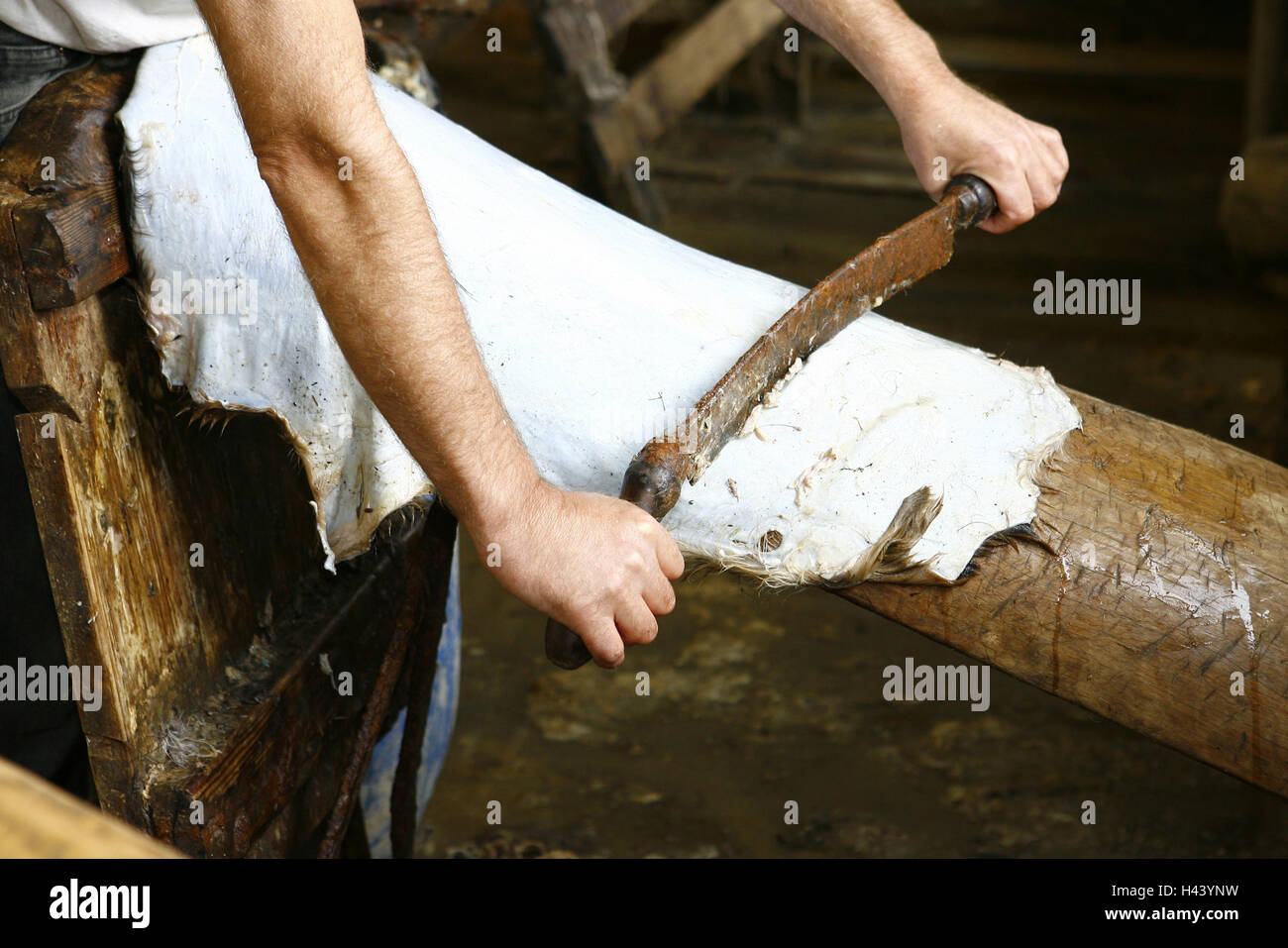 Tanning, man, detail, Scherdegen, fur, entfleischen, tanner's tree, Stock Photo