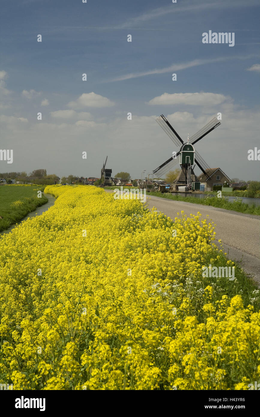 The Netherlands, Groot Ammers, windmills, raps, blossom, yellow, Stock Photo