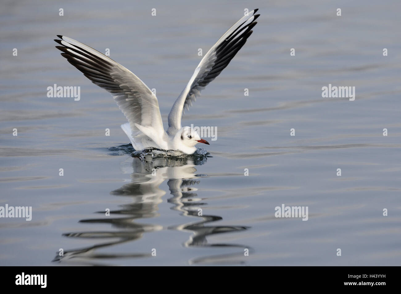 Black-headed gull, Larus ridibundus, swim, water surface, nature, animal, bird, gull, wing, stretched out, flapping of wings, whole body, waves, reflexion, water surface, Stock Photo