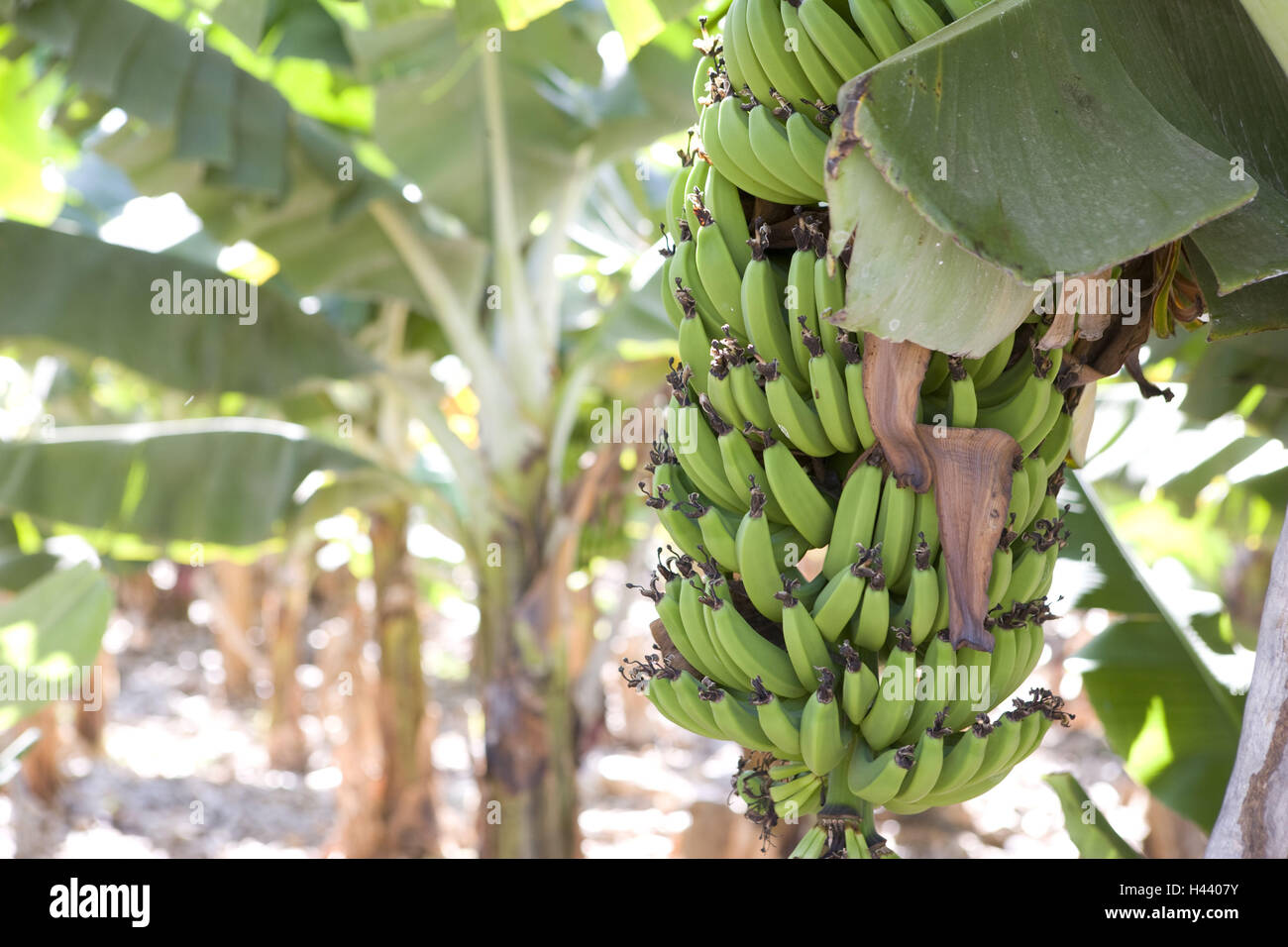 Spain, grain Canaria, banana plants, the Canaries, island, plantation