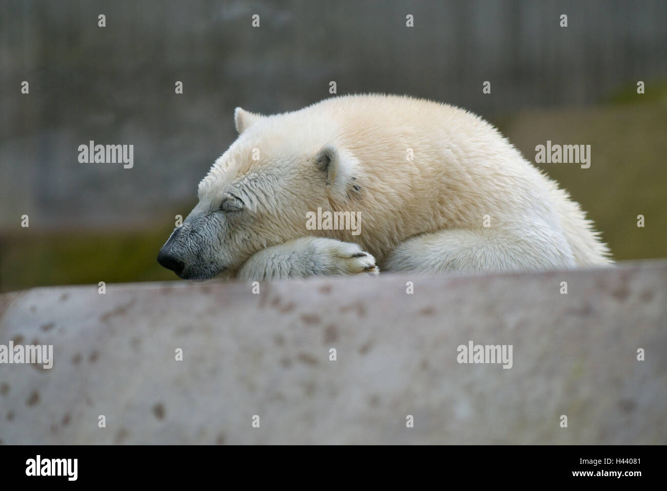 Animal park, polar bear, after-lunch sleep, portrait, Germany, Bavaria ...