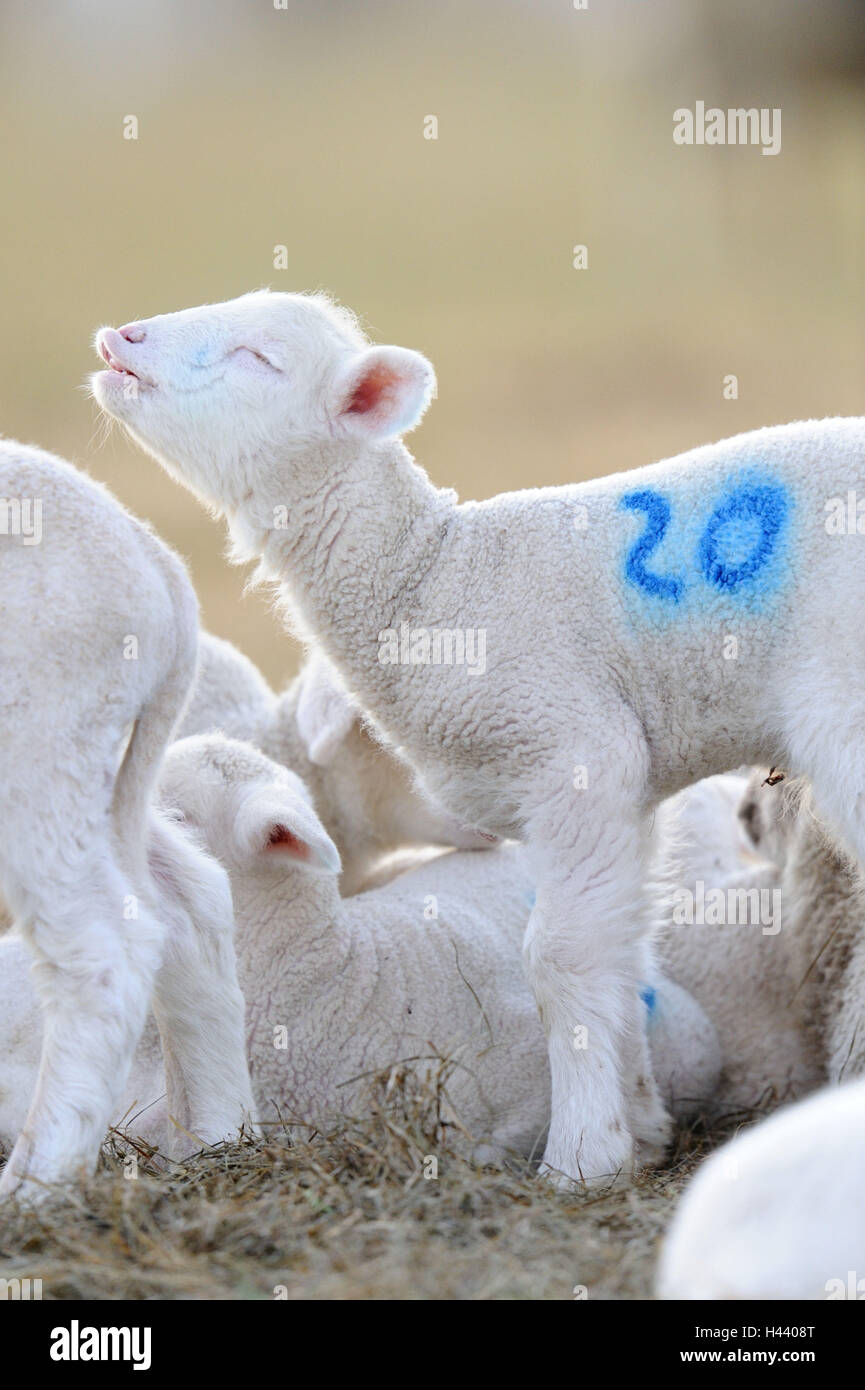 Merino sheep, young animals, marking, blue, Stock Photo