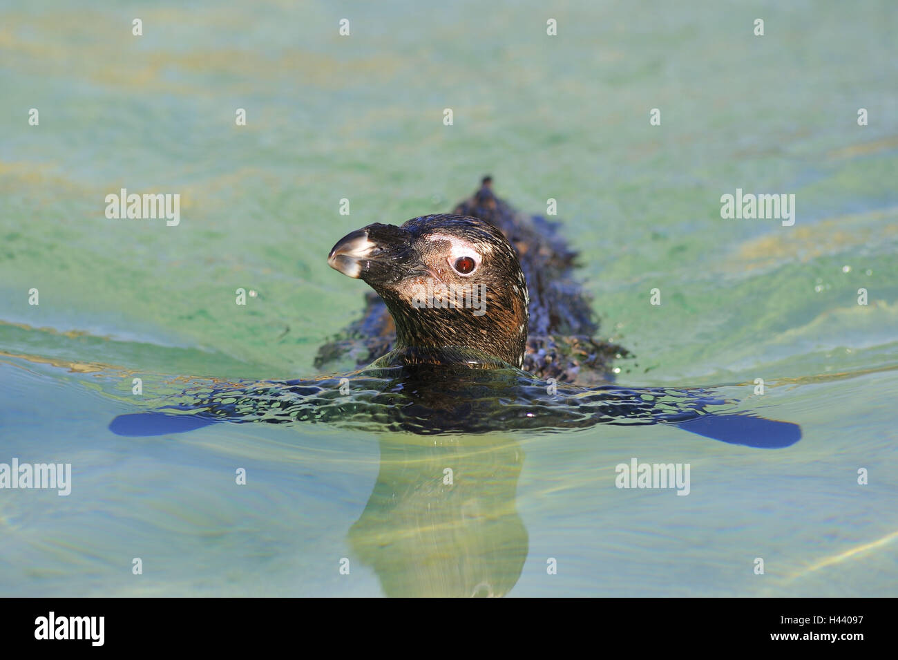 Glass penguin, Spheniscus demersus, swim, portrait, Stock Photo