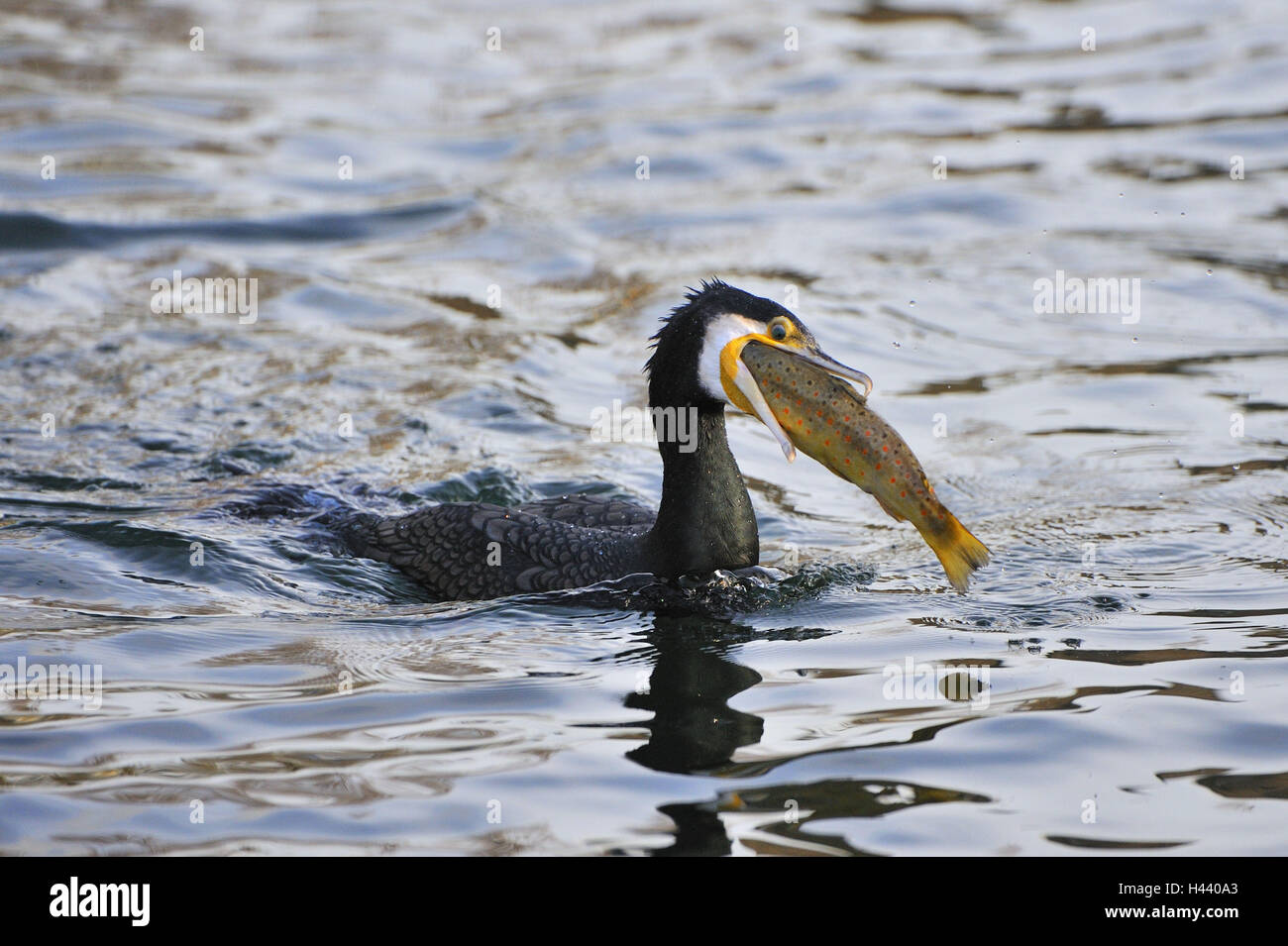 Cormorant, Phalacrocorax carbo, water, swim, fish, eat, Stock Photo