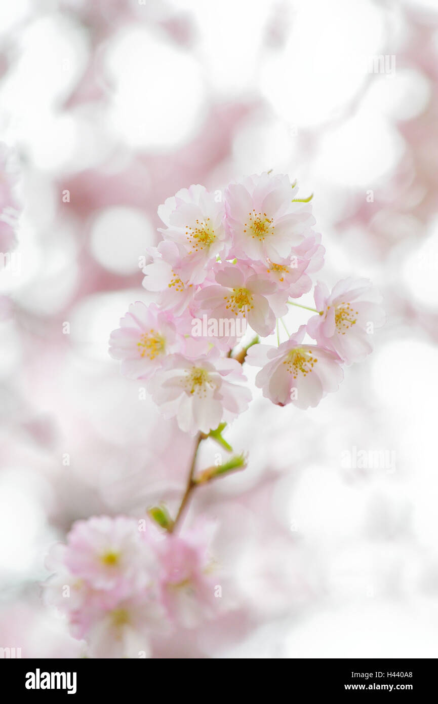 Japanese flower cherry, Prunus serrulata, blossoms, detail, Stock Photo