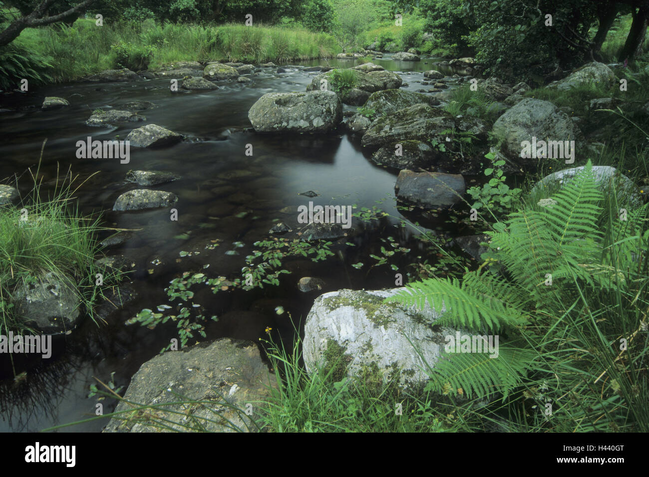 Great Britain, Scotland, Glen Lyon, forest brook, valley, fern, summer, Stock Photo
