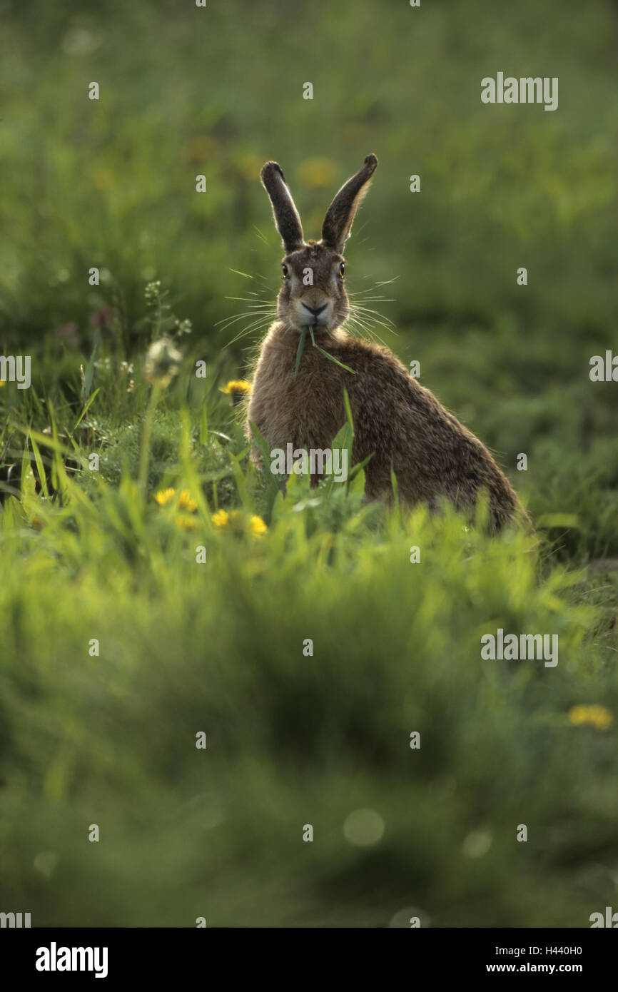Cape hare, Lepus capensis, meadow, sit, carefully, Stock Photo