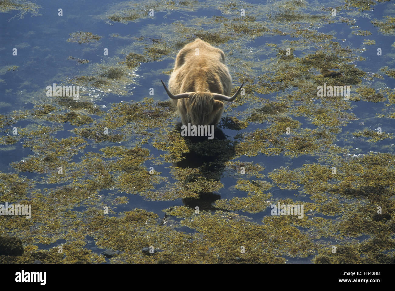 Scottish highland cattle, Bos primigenius following Taurus, water, algae, stand, Scotland, Dunvegan, Stock Photo